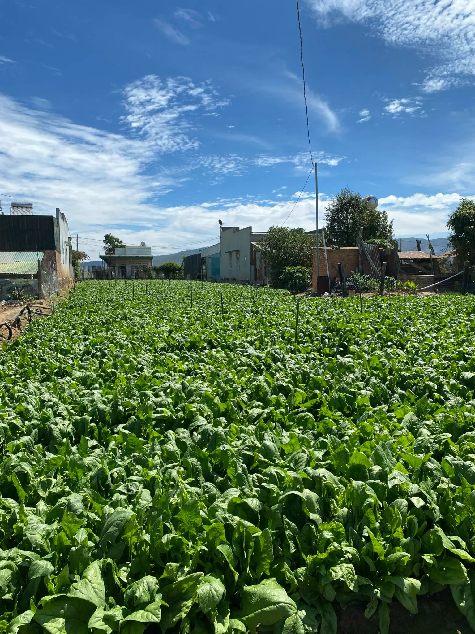 Hình ảnh từ nông trường Agri Food