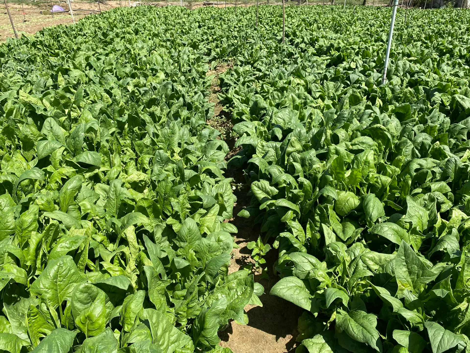 Hình ảnh từ nông trường Agri Food
