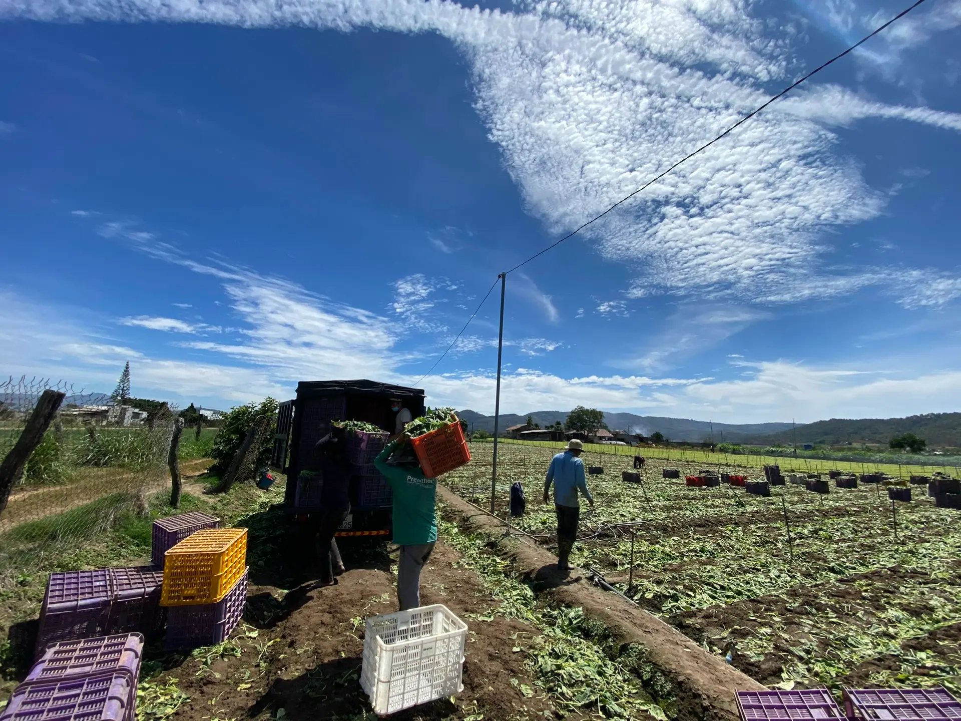 Hình ảnh từ nông trường Agri Food
