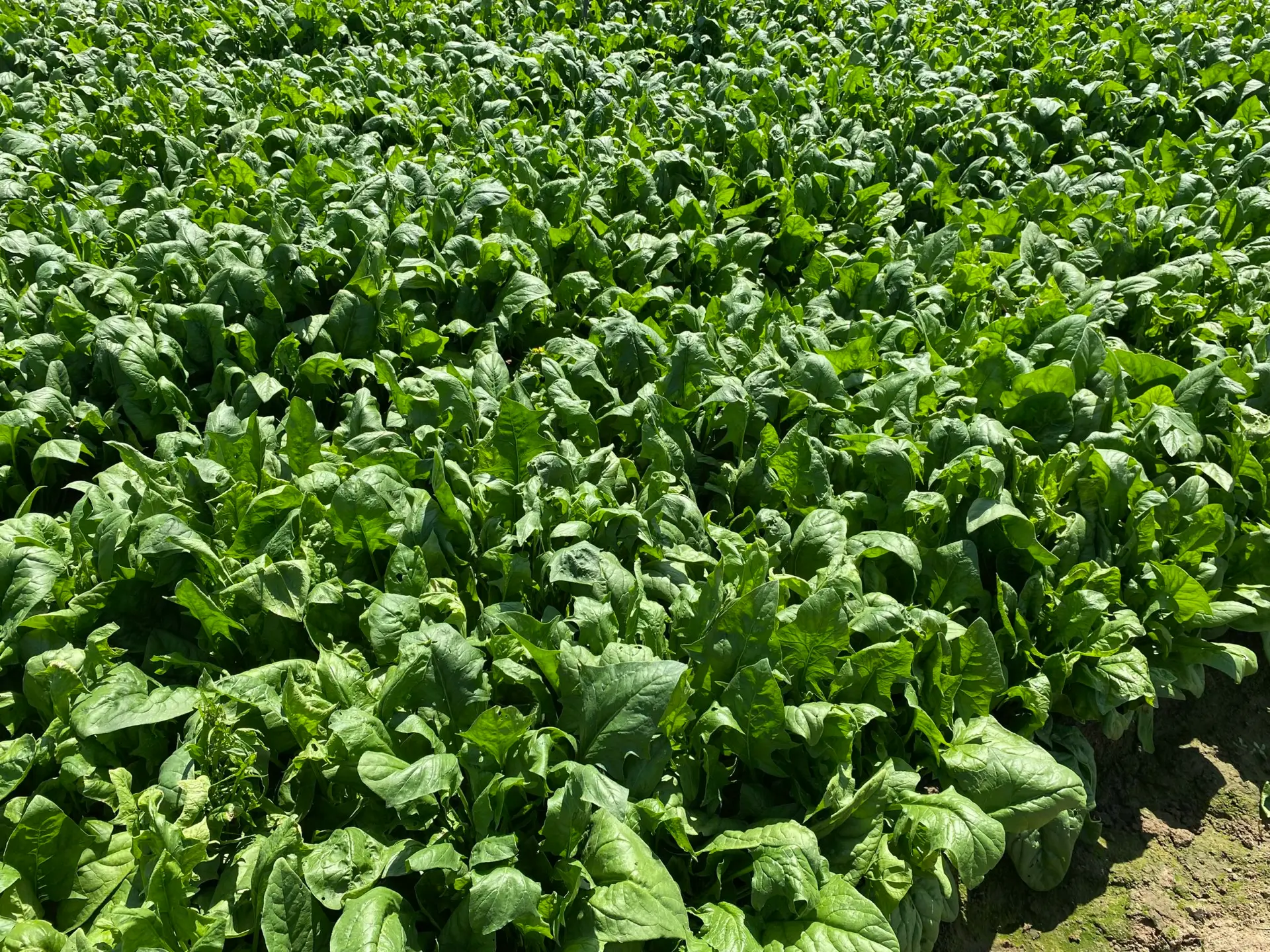 Agri Food